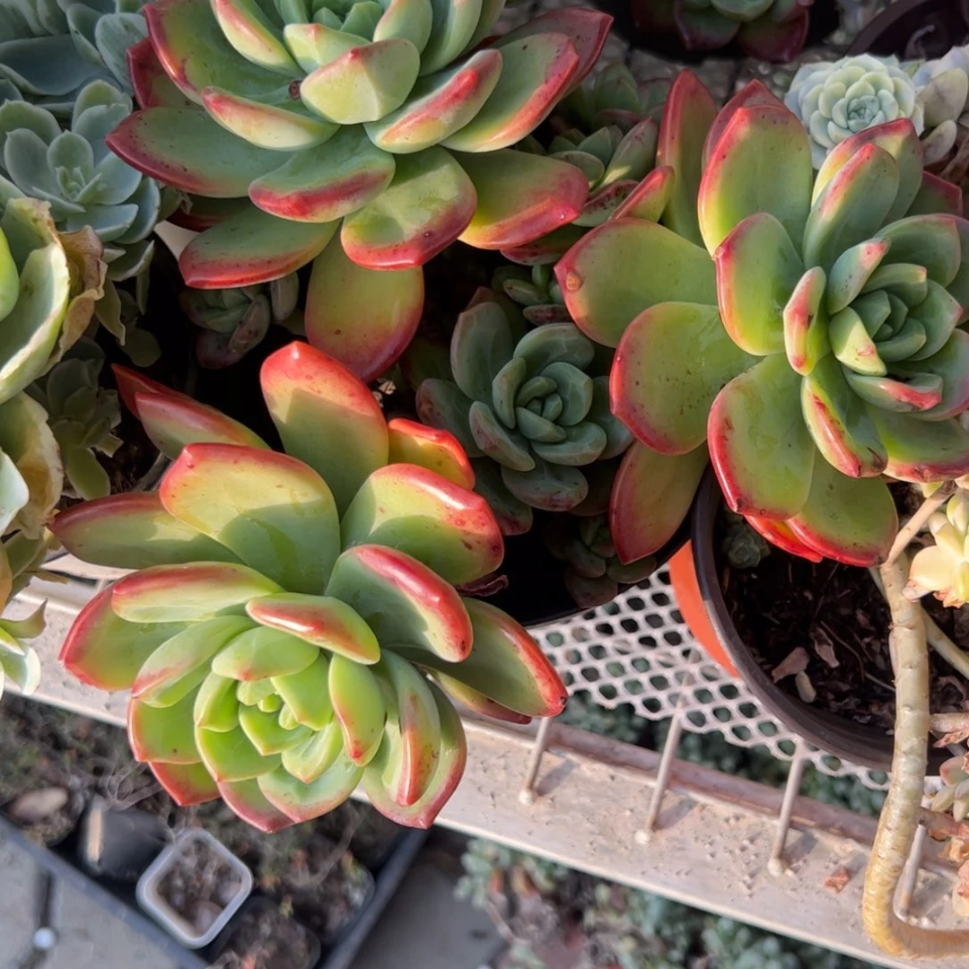 拉萨多肉植物精品