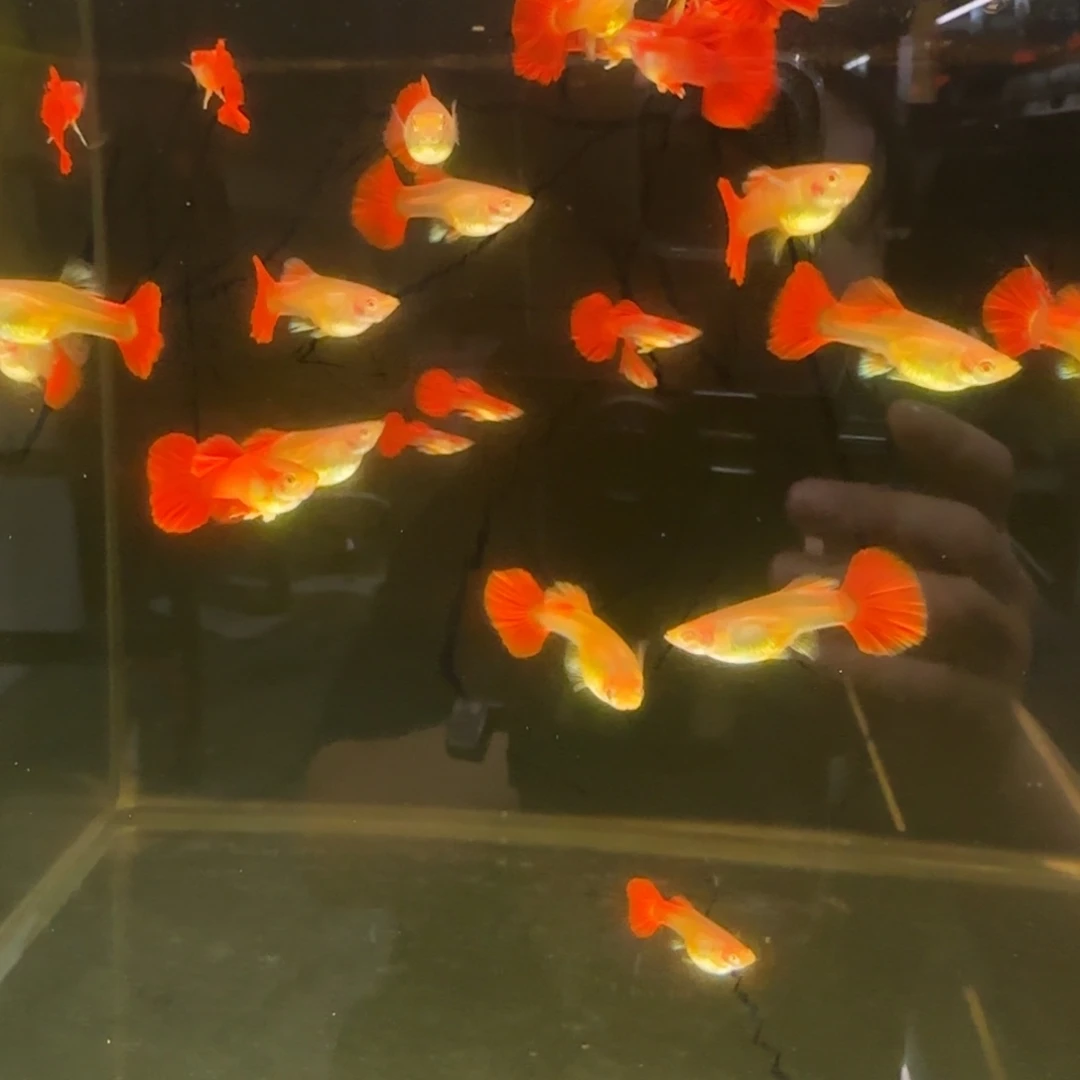 孔雀鱼折扇白子4对