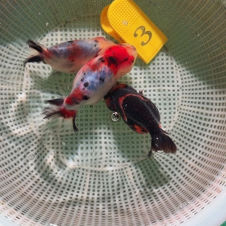 金鱼黄牌3号尺寸7-10区间