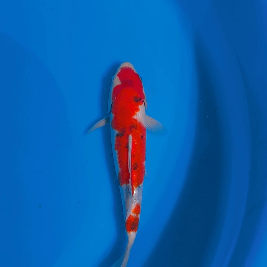 锦鲤大正锦鲤专拍链接