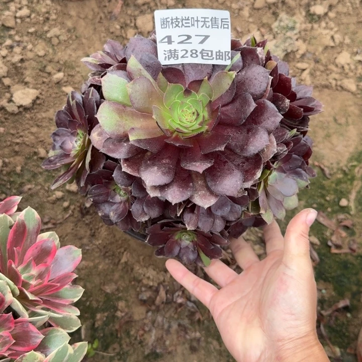 427二号棚黑美人B