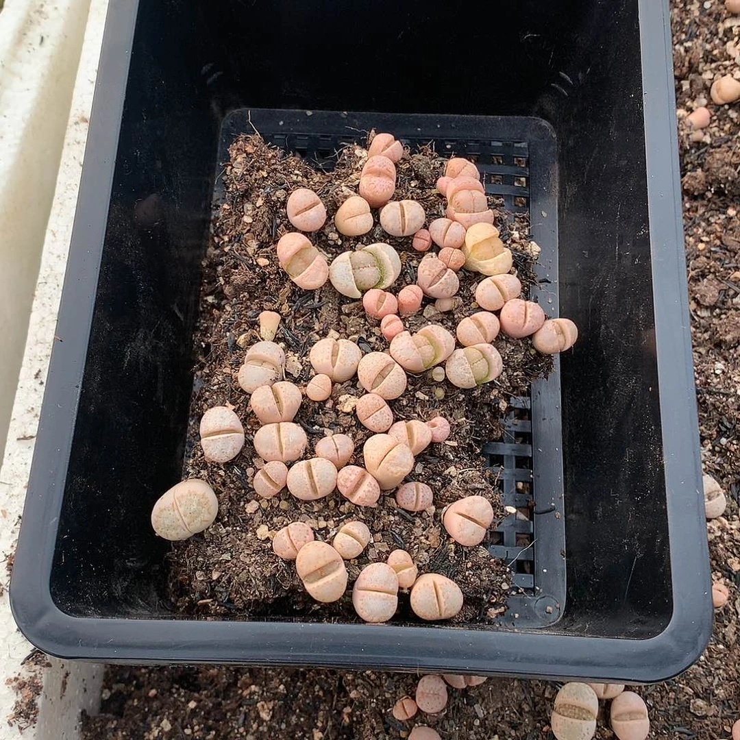 金***?C680多肉植物保护