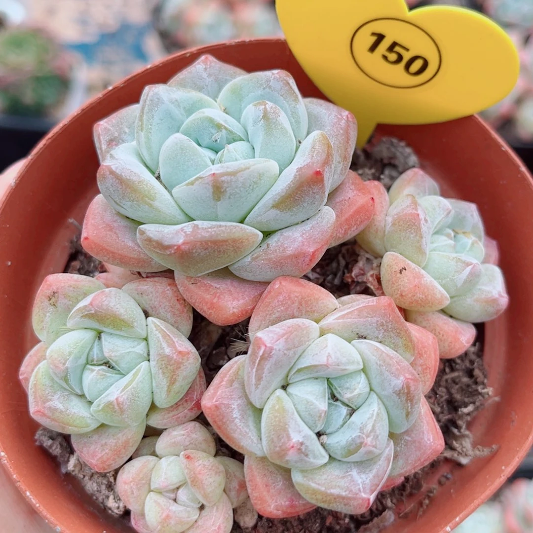 150号小老桩冰玉群