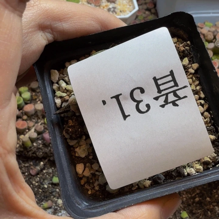蜉*·多肉植物和多种31