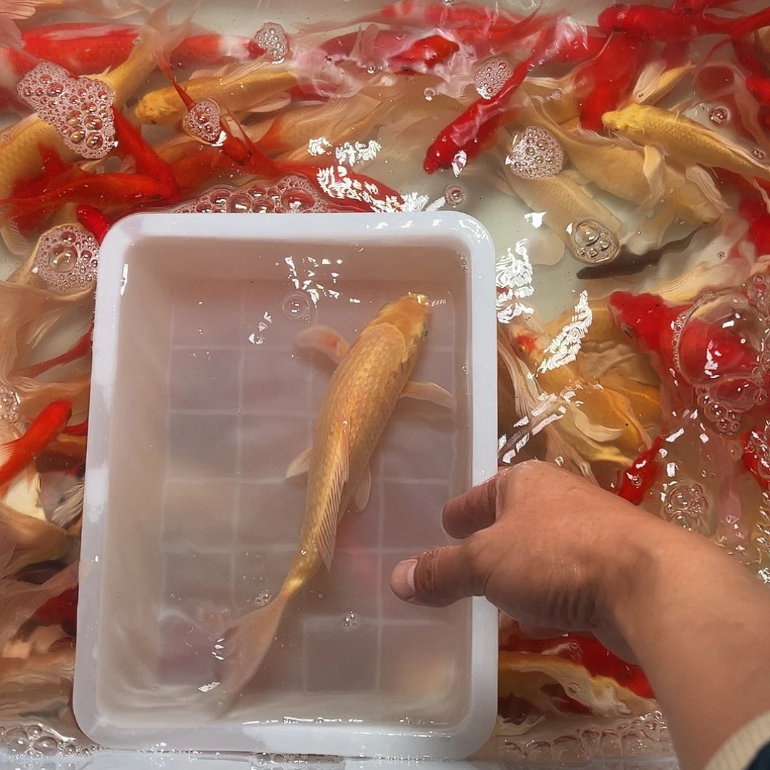 锦鲤包邮，包损，60