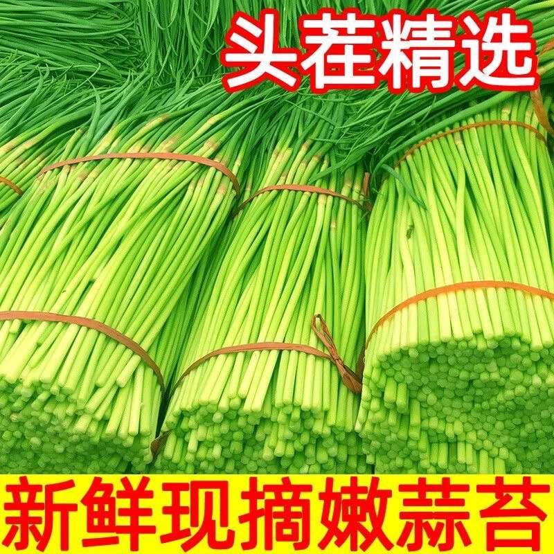 蒜苔新鲜蒜苔批发5斤3斤新鲜批发农家自种蔬菜产地直发蒜薹嫩脆