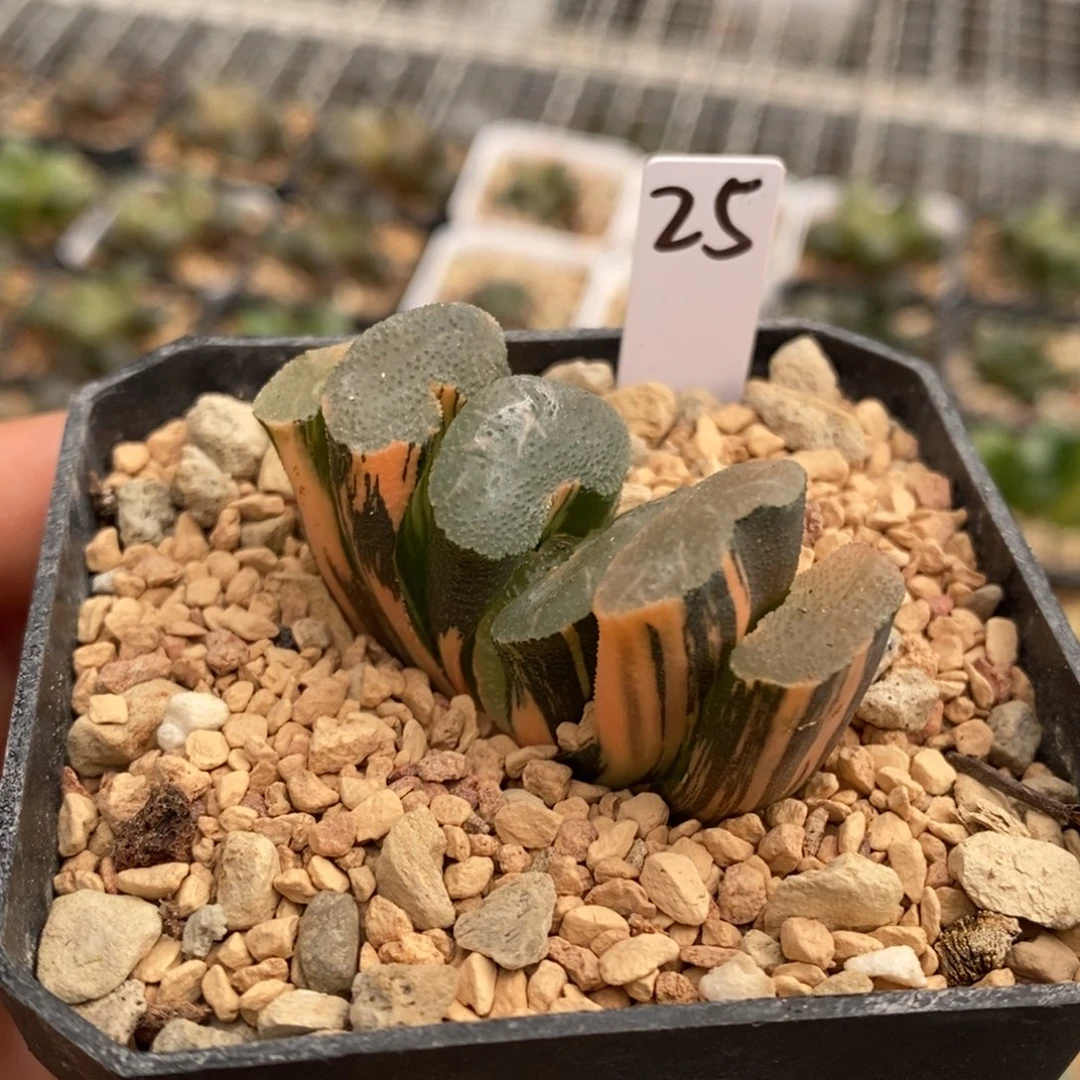 25号大绳玉扇锦多肉