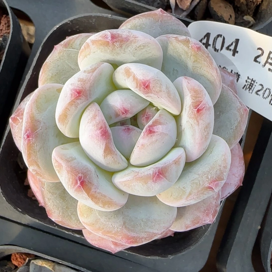 花语逸境0217-404