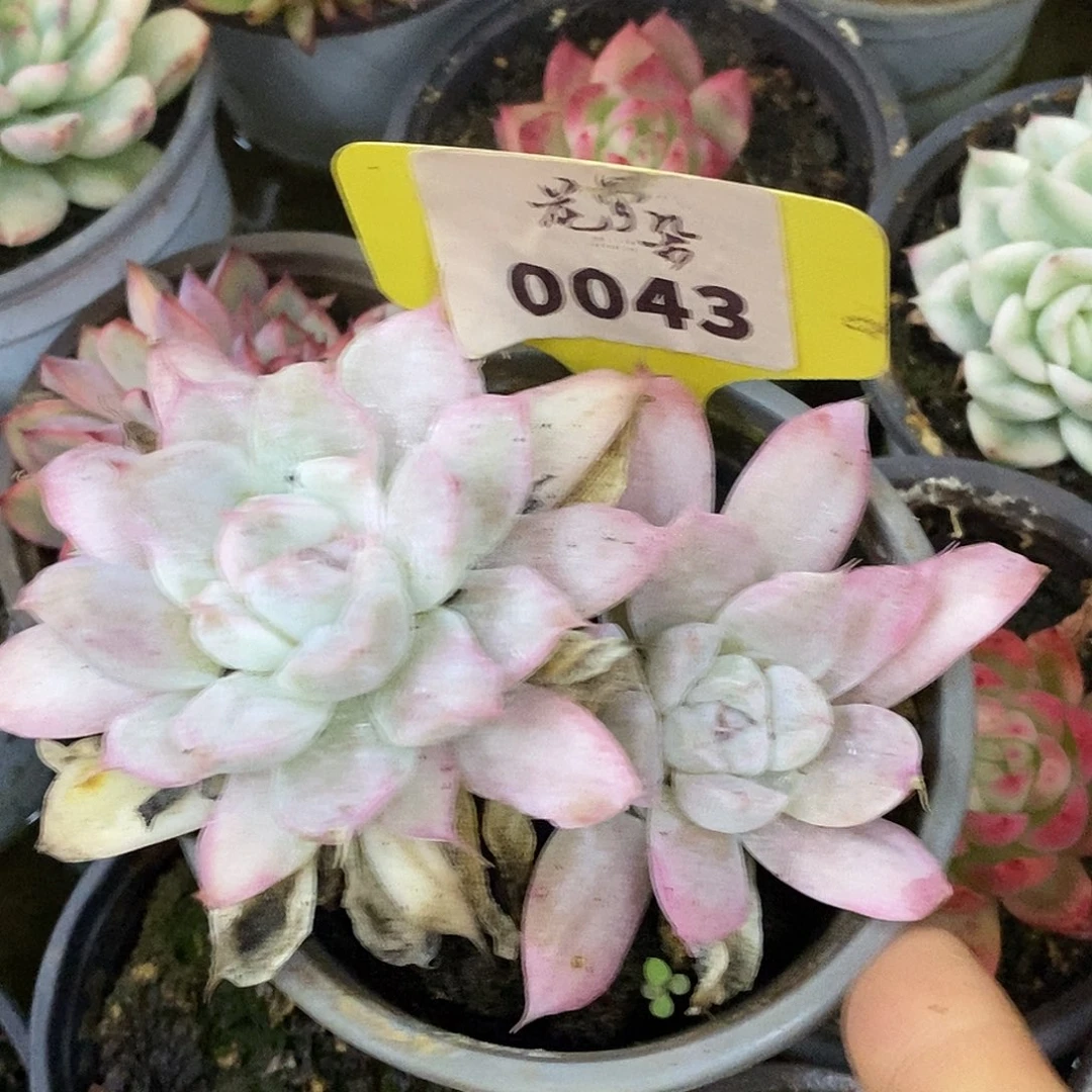 43哈哈哈哈哈哈湖