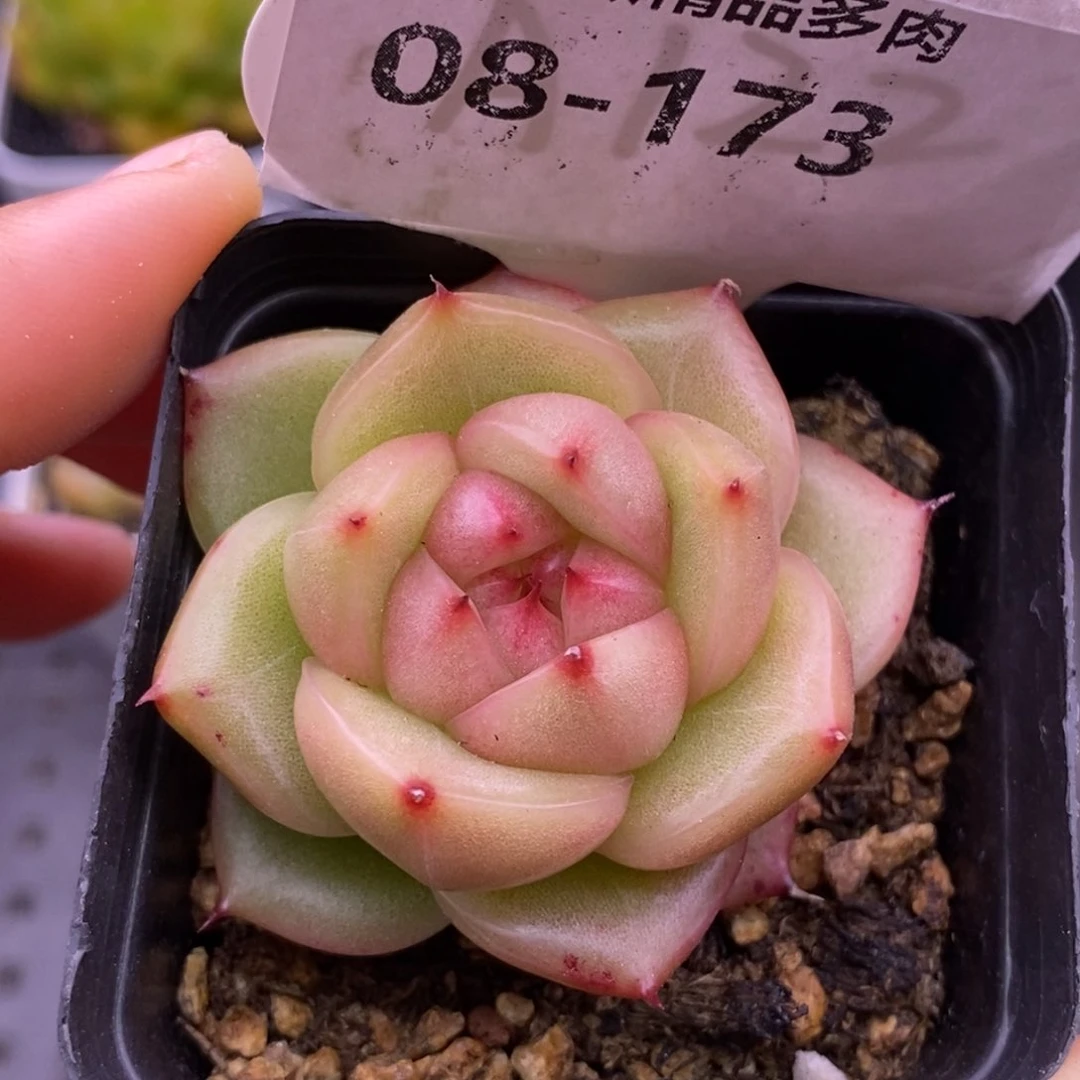 【闪购商品】08-173玉玲珑