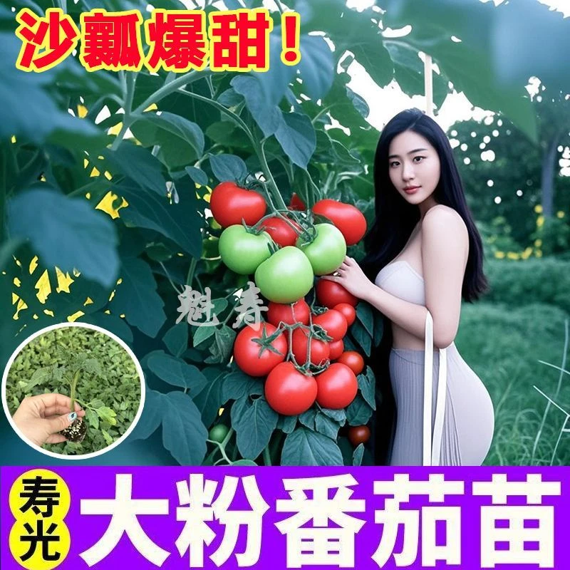 山东寿光大粉番茄秧苗四季高产毛粉西红柿种子大黄柿子四季小院