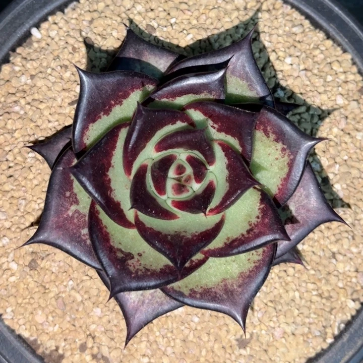 圆宽长睫毛1111111111