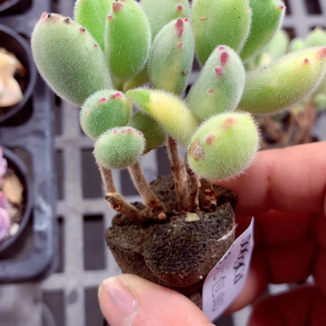 5厘米盆精控多肉5063