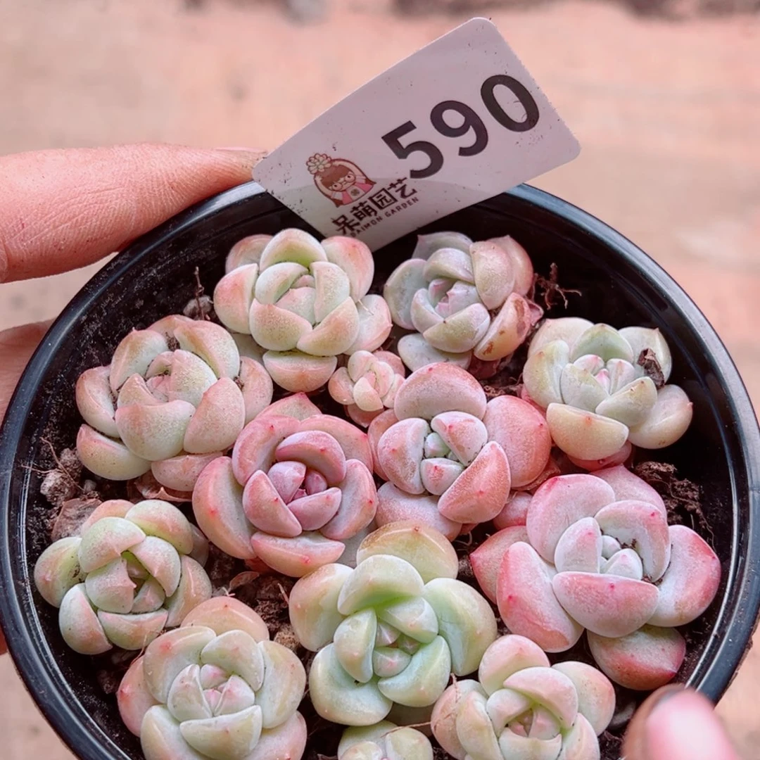 当前无花朵，栽培后可花朵