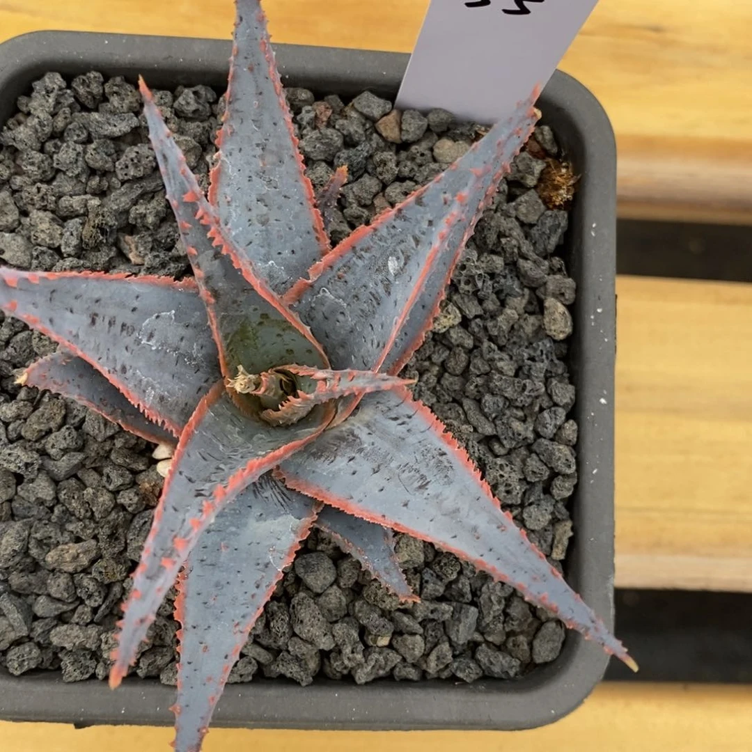 真****团030608园艺芦荟园艺芦荟