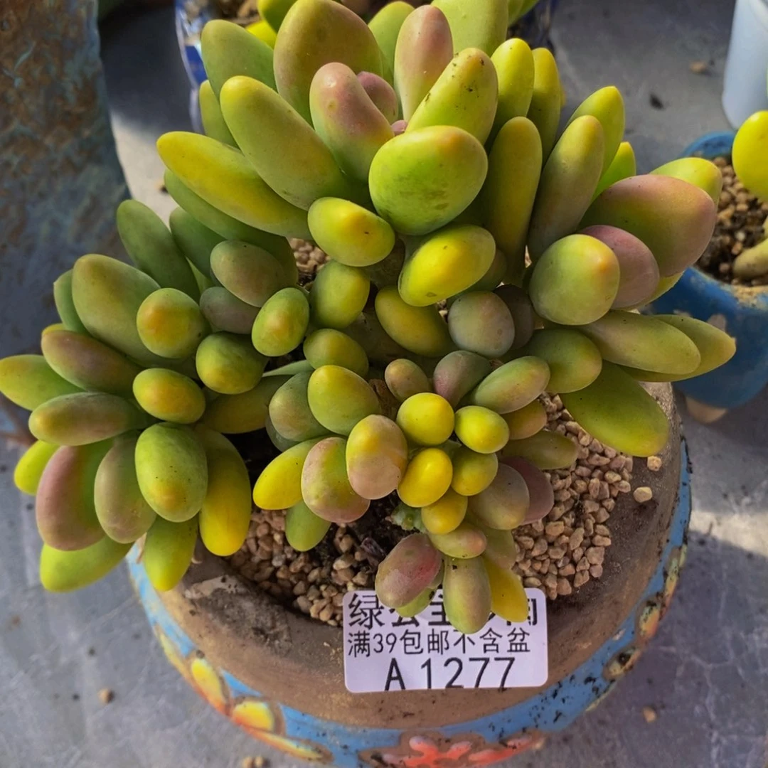 芒果奶12cm1277多肉植物