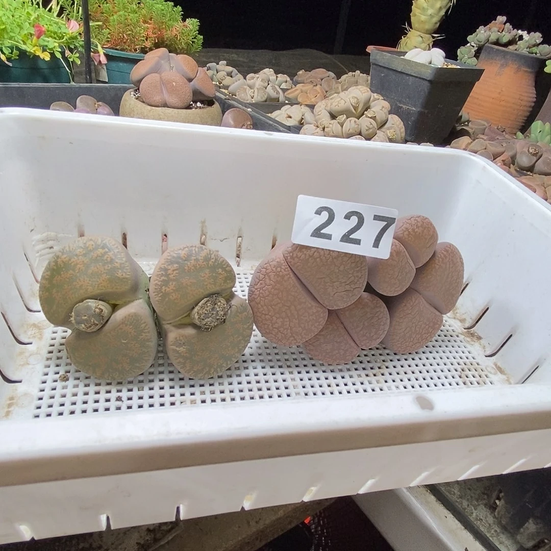生石花一物一拍2颗227