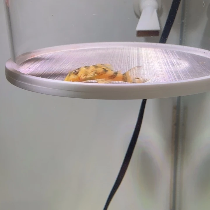 海水鱼23号皇室333