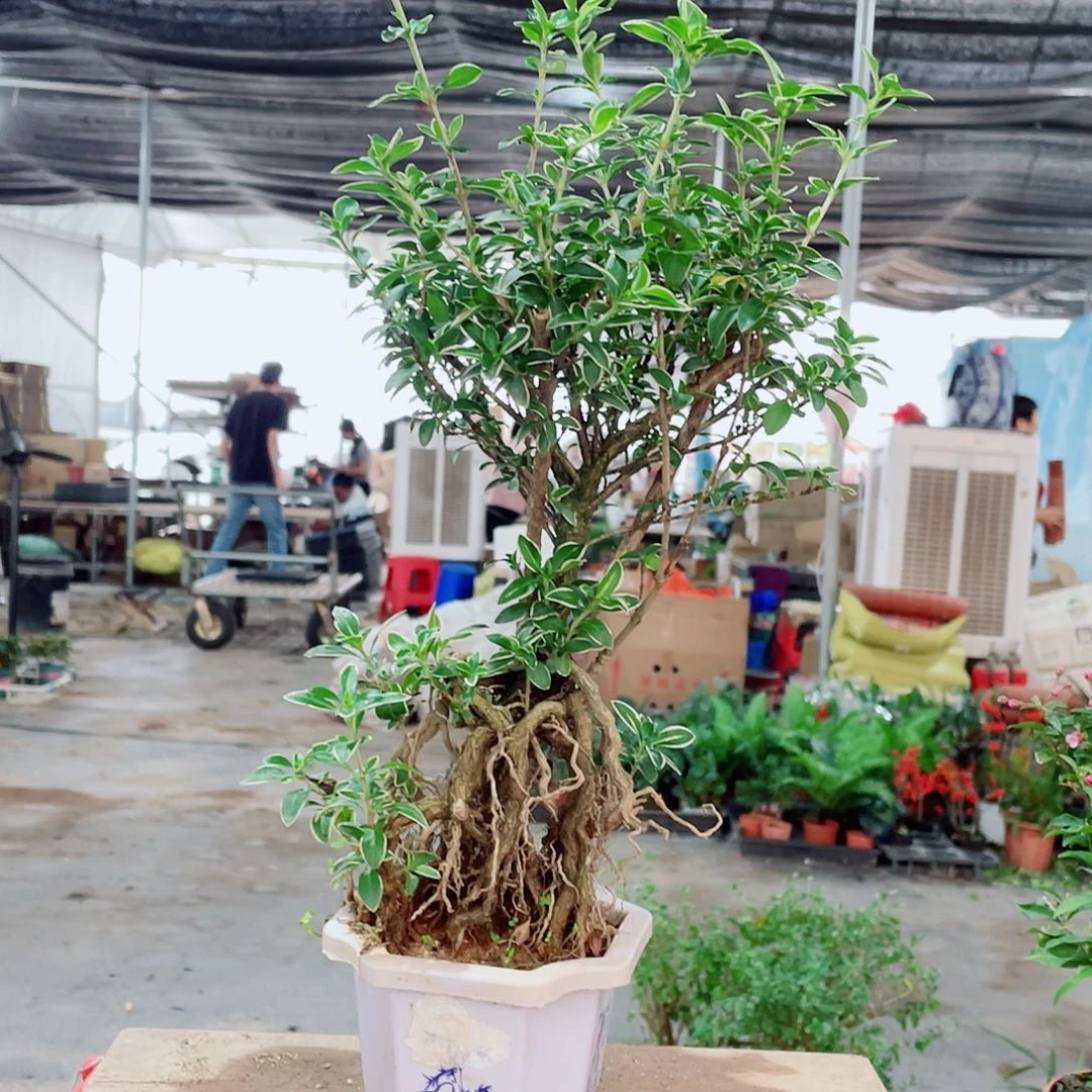 大部分花苞少量开放六月雪