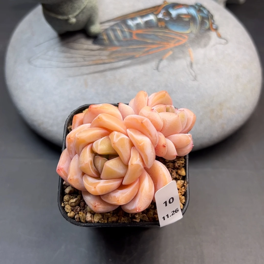 好好看10、哈哈哈哈哈