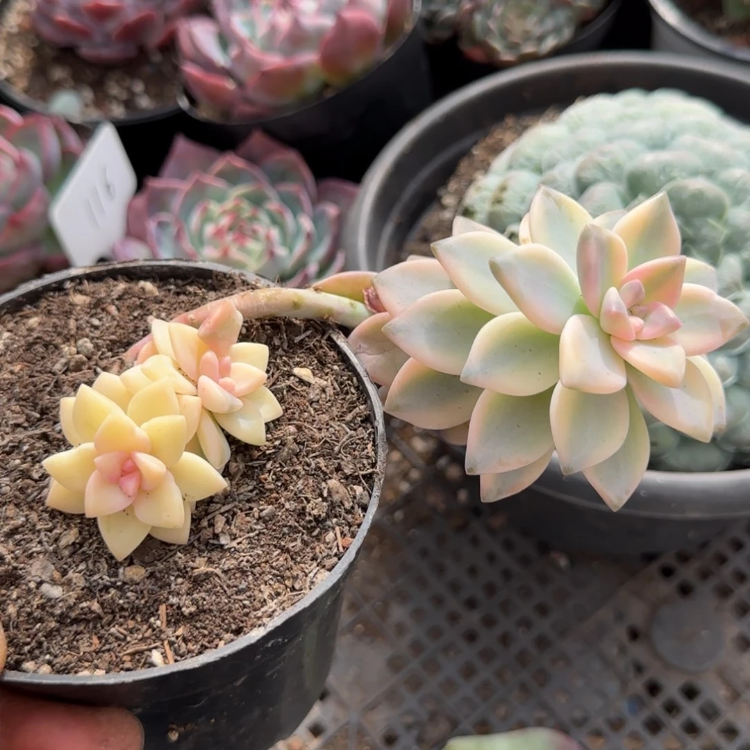 淡雪锦惊鸿一物一拍包装收缩花旱