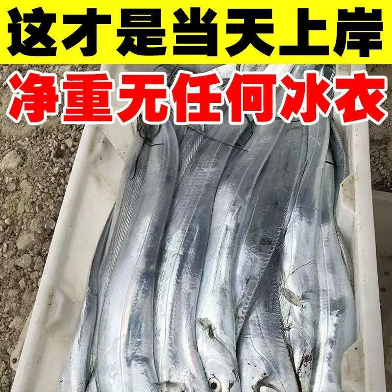 舟山纯野生小眼睛油带鱼4斤