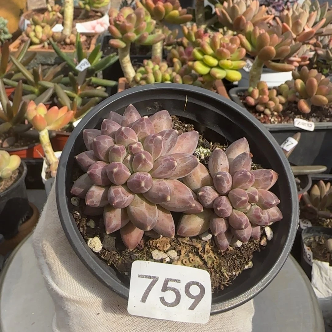 759号一物一拍一物一拍