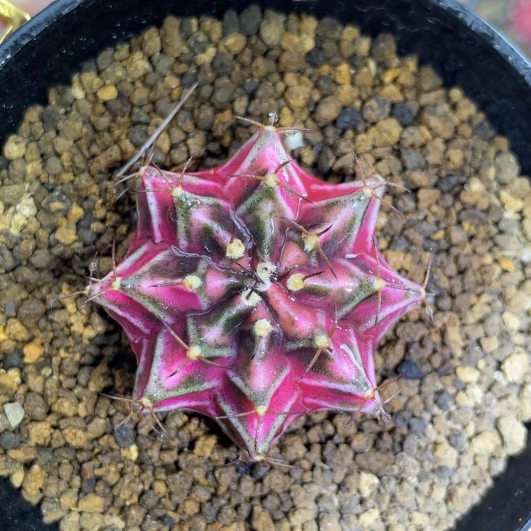 米哈星球00000000901