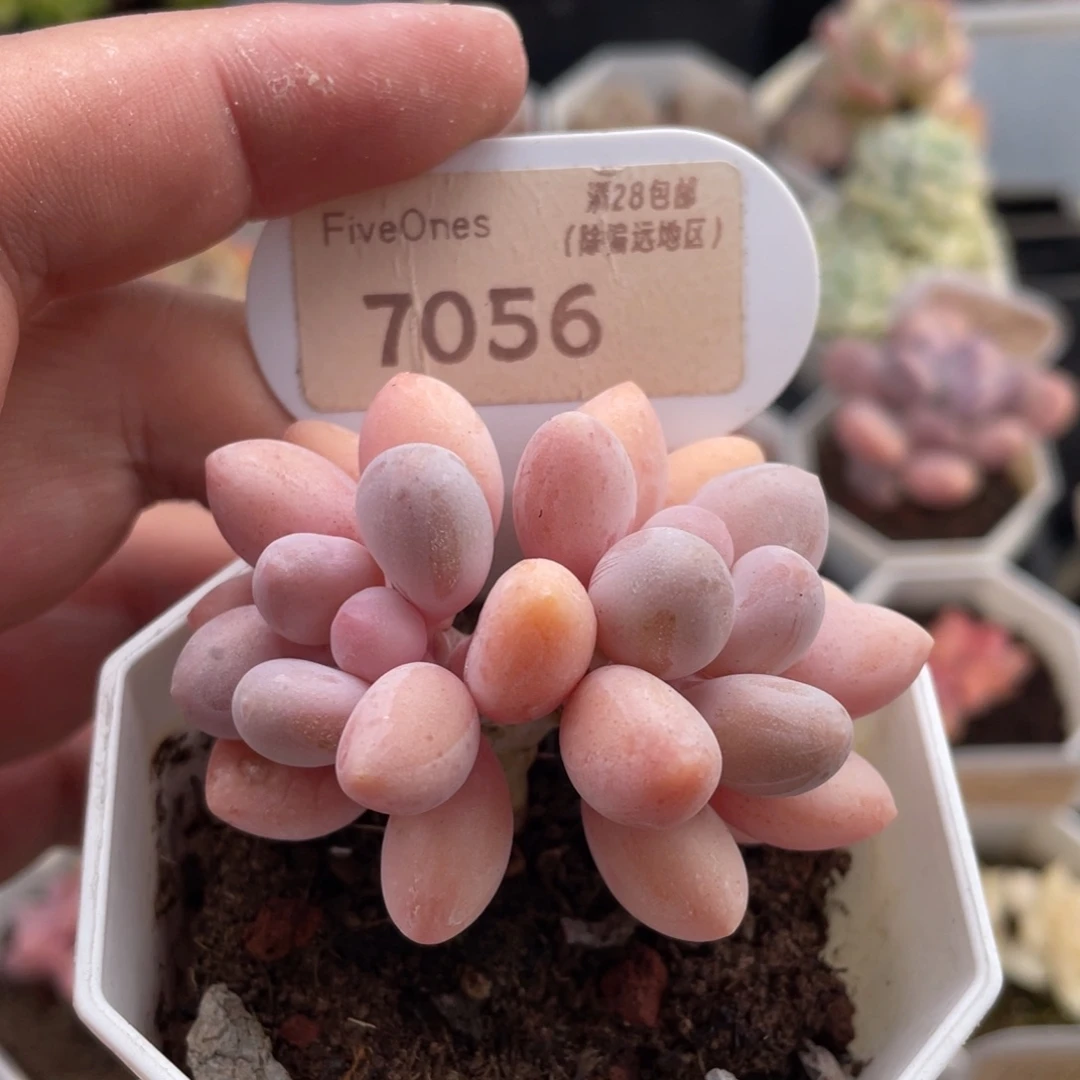 粉色恋人7056-5.5厘米