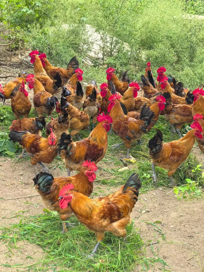 灵璧小芳赶大集农家收的散养公鸡