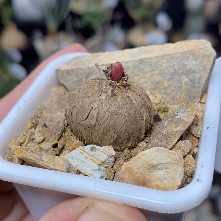 实生玫瑰大戟100号2.5cm