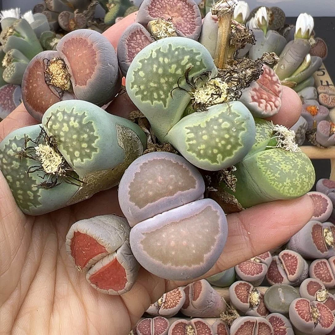 生石花部分长腿有伤清货不售后