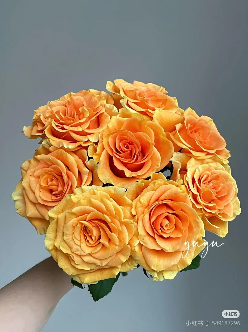 【玫瑰】橘子映像 任意拍下三单及以上顺丰空运包邮鲜切花家居花店