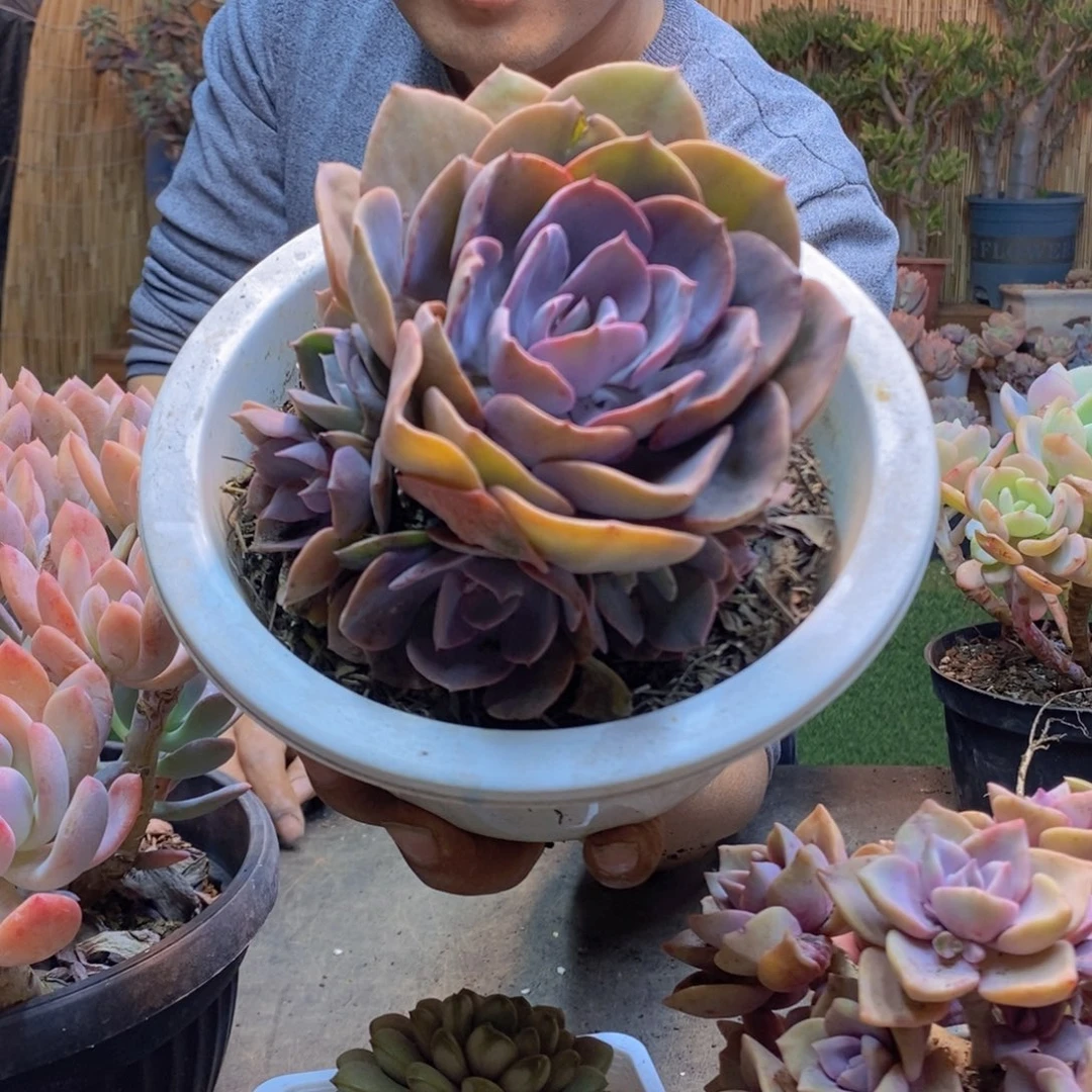 L**aA5号尘埃玫瑰