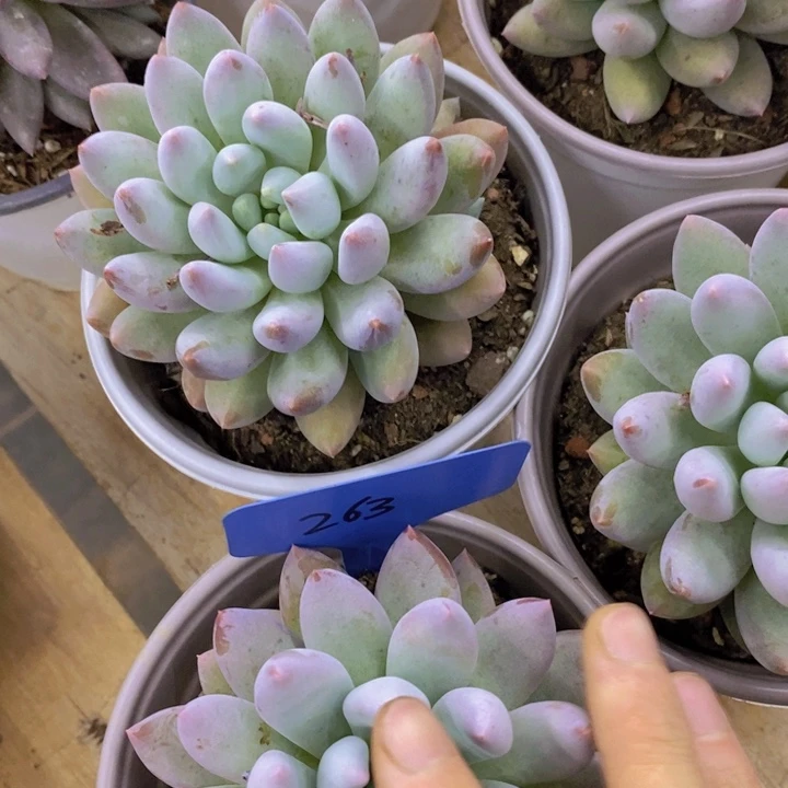 开心多肉2周年快乐，