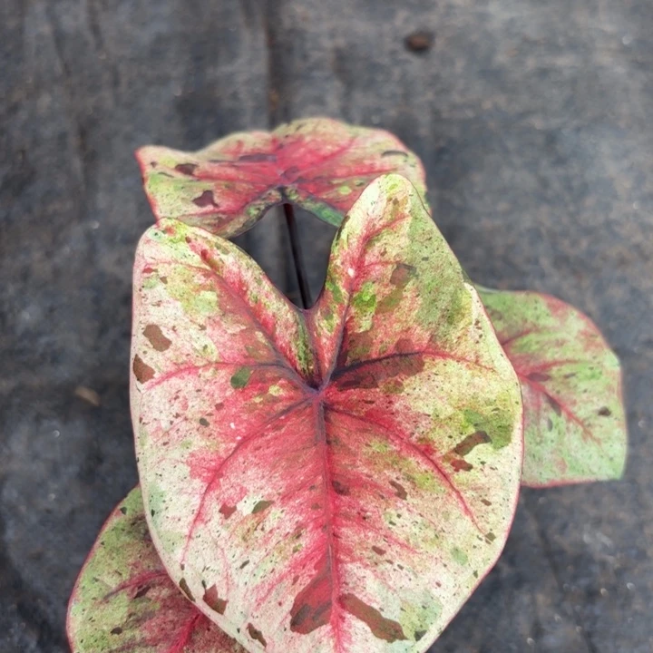 那***？完全开放泰国彩叶芋