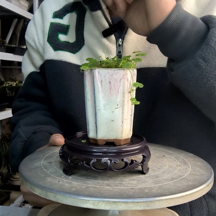 Y*仪小盆景小植物一物一拍8