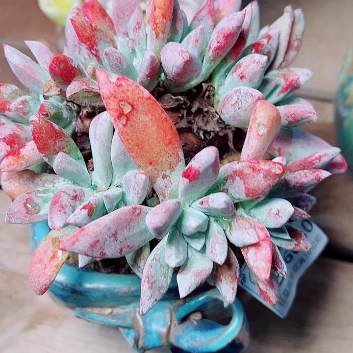 6080刘丹白豪仙女杯多肉