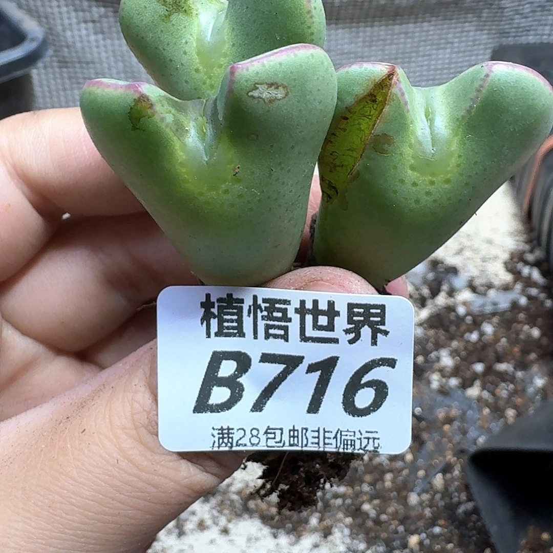 多肉植物的润泽dghhn