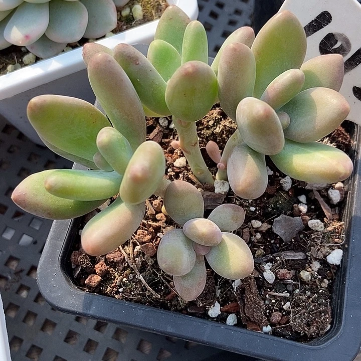 多肉植物芒果奶1012多肉