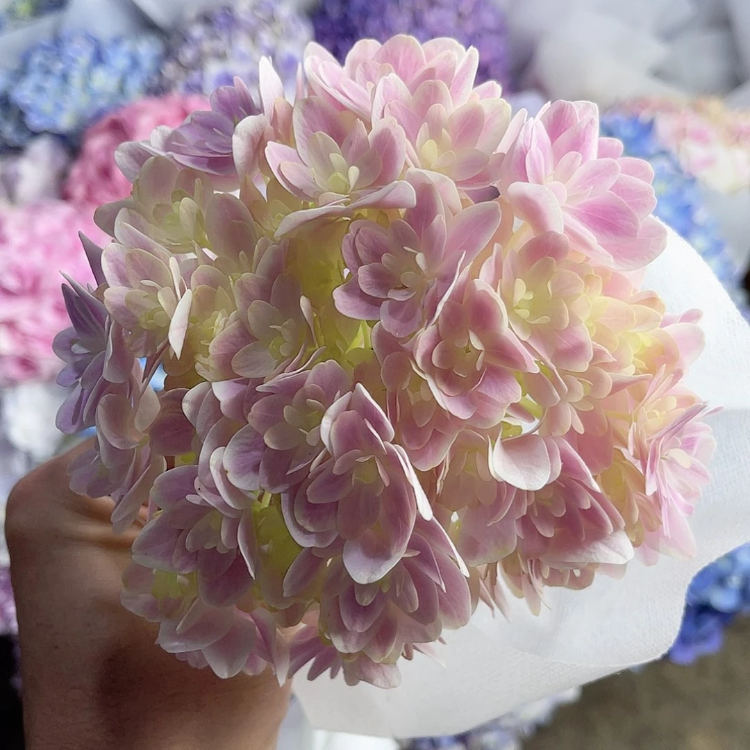 完全开放稀有绣球花9