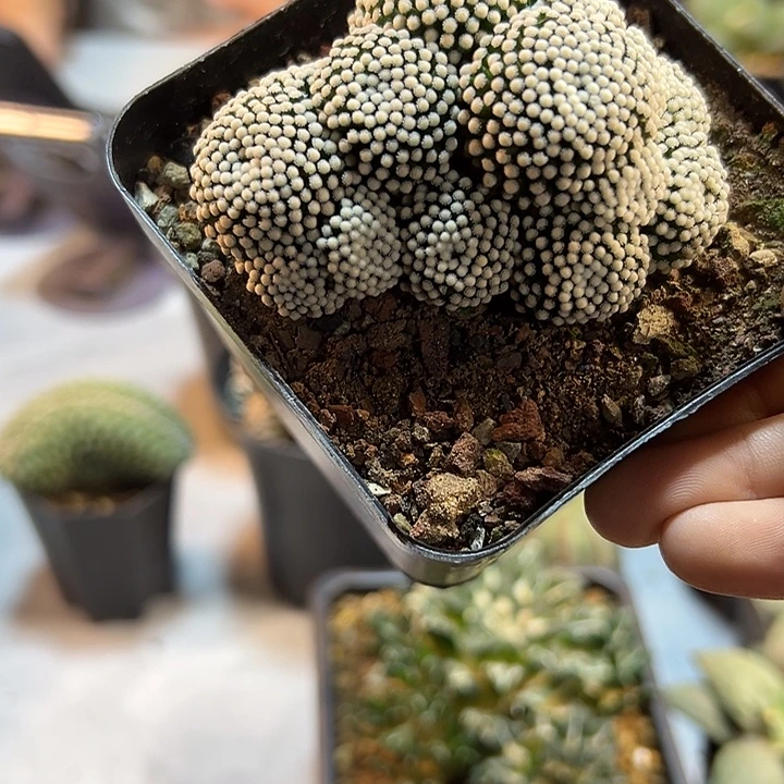 6号自根松针牡丹7公分