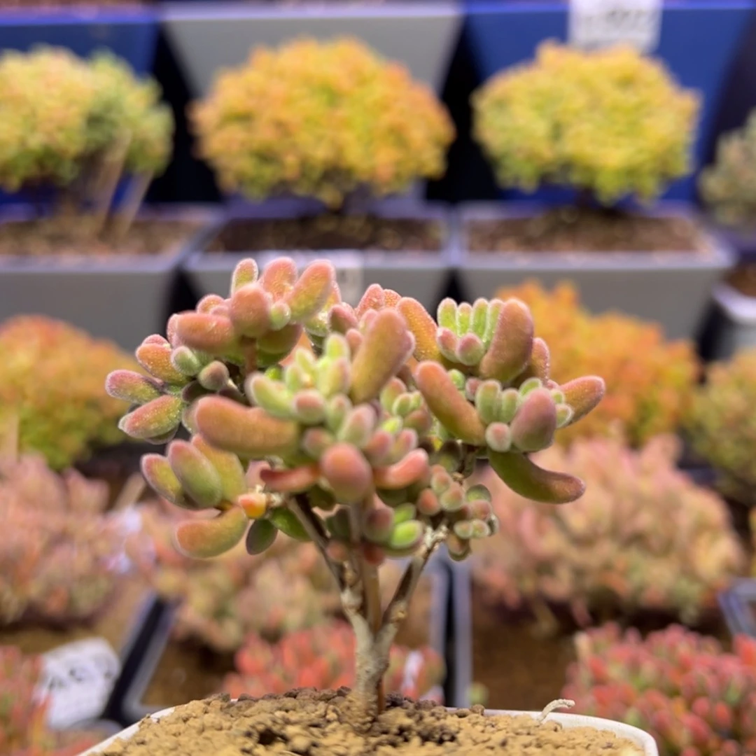 【闪购商品】天***?e496小精控琉璃枝干番杏