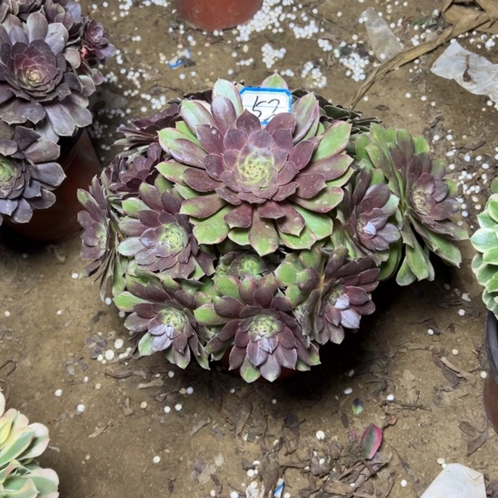 多肉植物缤分秋色52