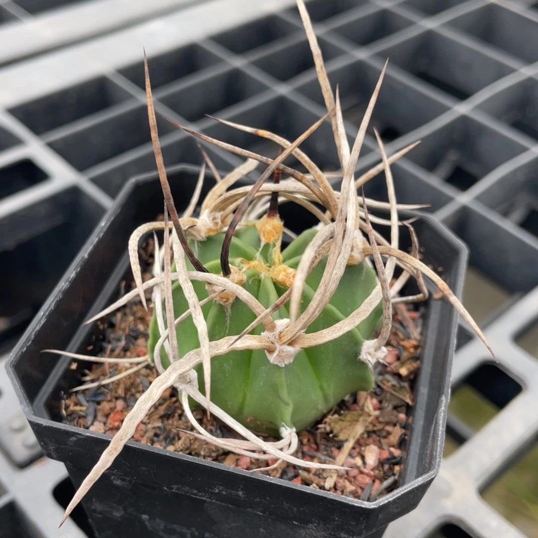 折后价     水牛大凤玉    实生根