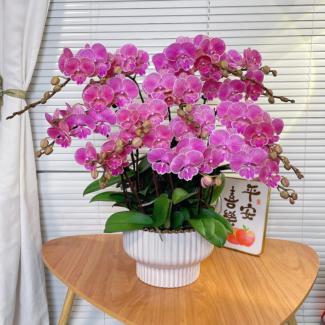 【红袍-蝴蝶兰】QX高端鲜花 定制款 易养花期长 送礼 家居摆件