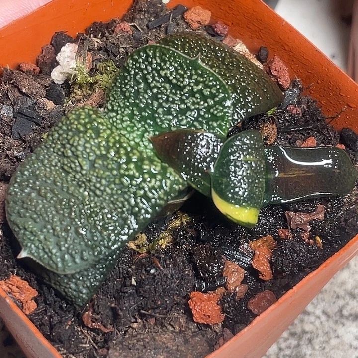 一物一拍竞拍福利拍2