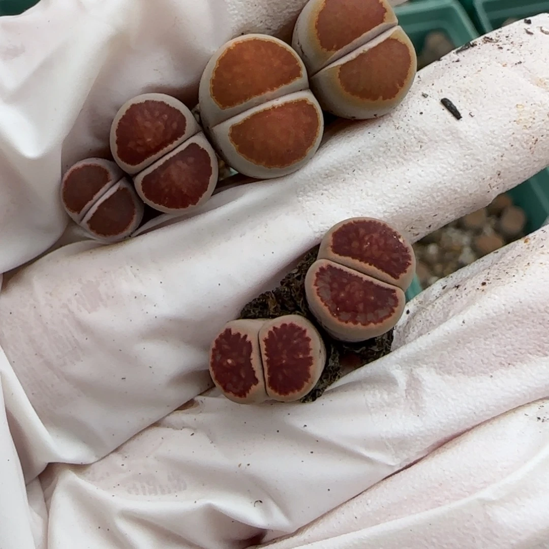 ****蛙11.6  红窗菊  9007