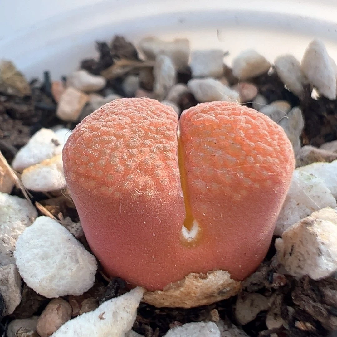 239多肉植物百科知识