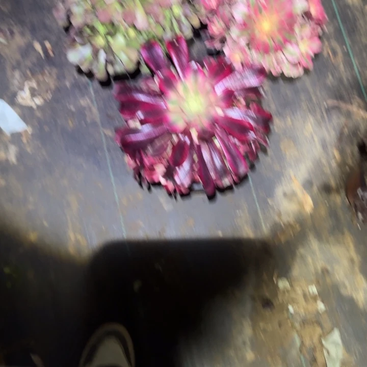 一单包邮不包侧枝41